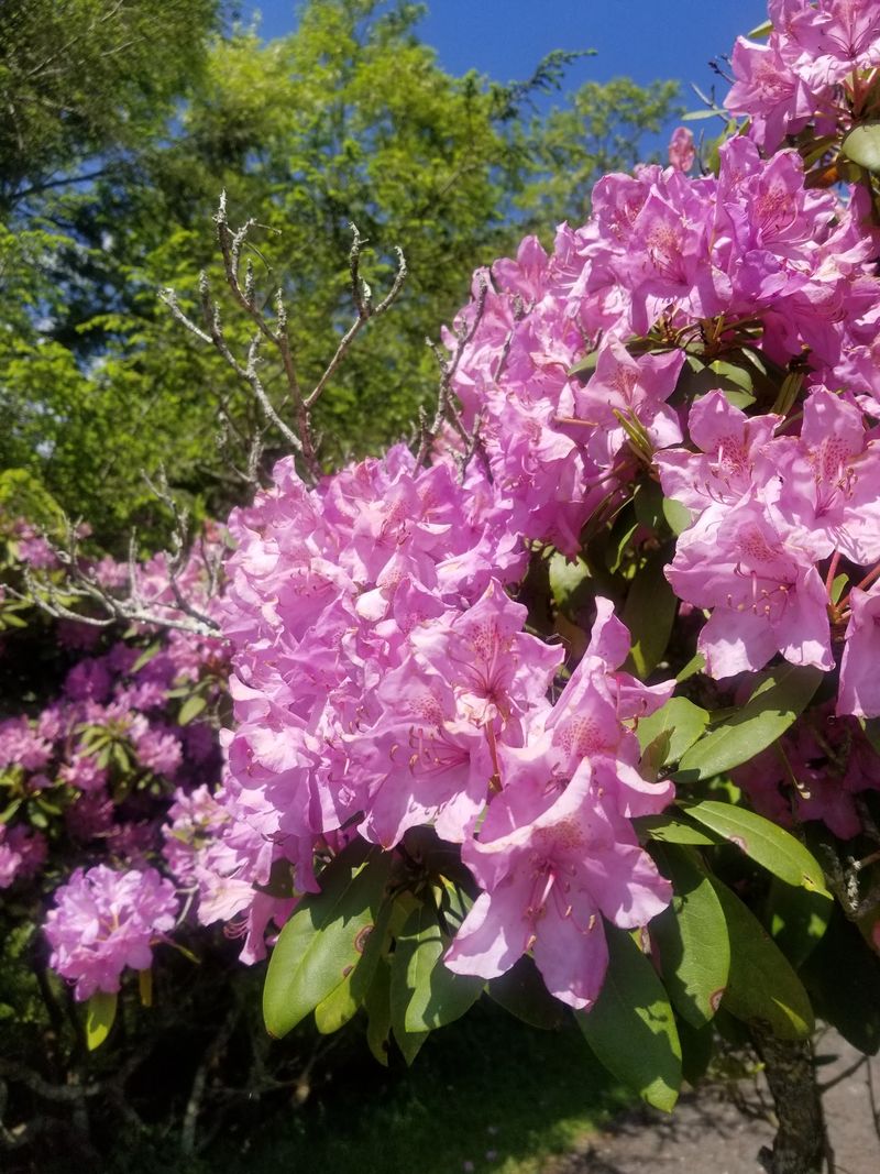 When The Rhododendrons Turn The Rim Purple, Then White