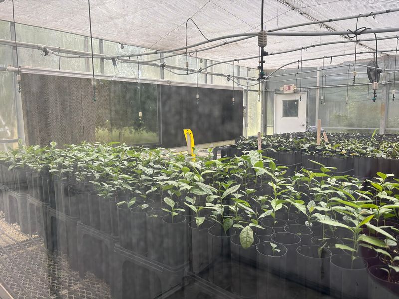 Where Baby Tea Plants Get Their Start Where Baby Tea Plants Get Their Start