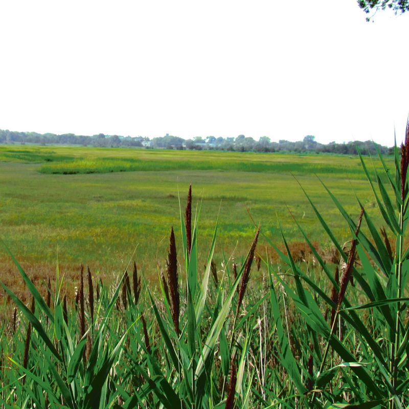 Where Salt Marsh Meets Open Meadow Where Salt Marsh Meets Open Meadow