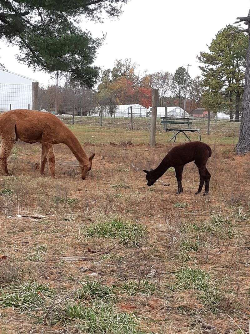 Why Do Alpacas Make Such Good Neighbors for the Land?