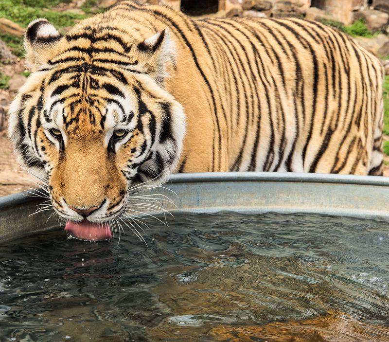 Why Exotic Pets End Up Needing Rescue Why Exotic Pets End Up Needing Rescue