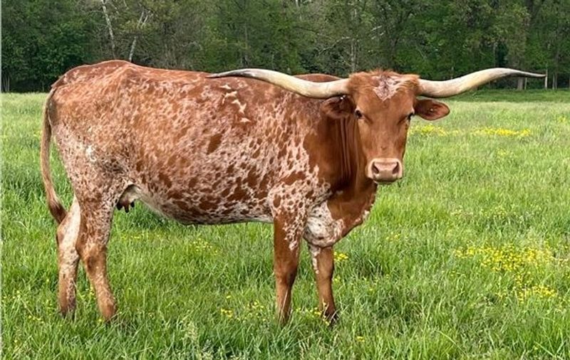Why Longhorns Stand Apart