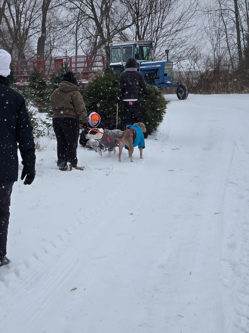 Wilcox Tree Farms