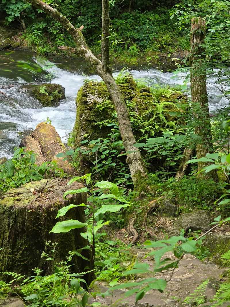 Wildflowers And Ferns Steal Scenes All Along The Way
