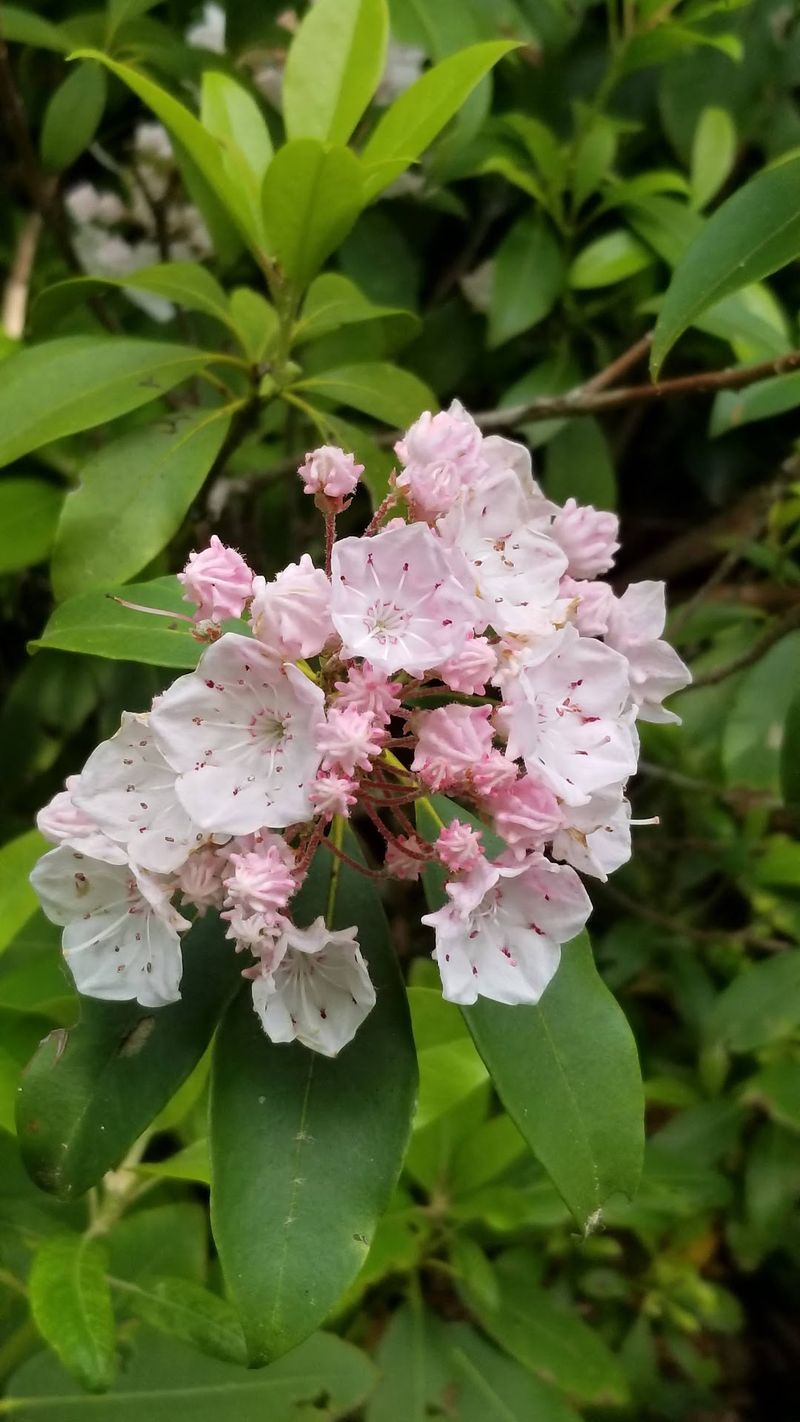 Wildflowers, Chipmunks, and Seasonal Surprises