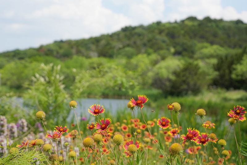Wildflowers That Paint the Prairie Wildflowers That Paint the Prairie
