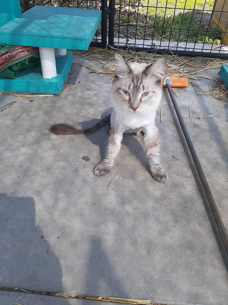 Wobbly Cats Steal the Show