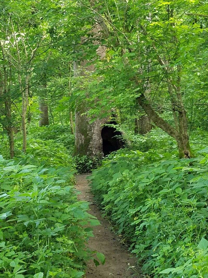 Woodland Trail Down to the Creek