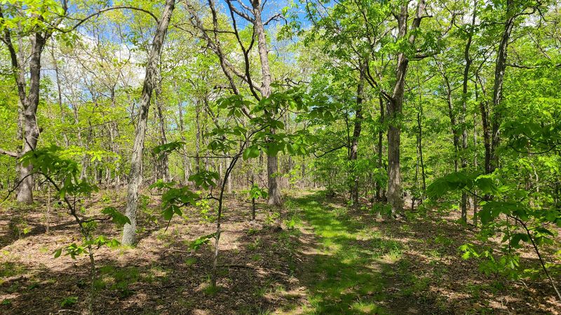 Woods That Feel Wonderfully Untamed Woods That Feel Wonderfully Untamed