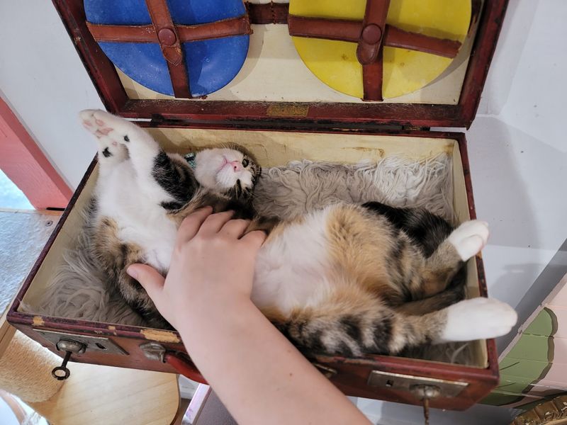 Worth the Detour for a Lap Full of Purrs