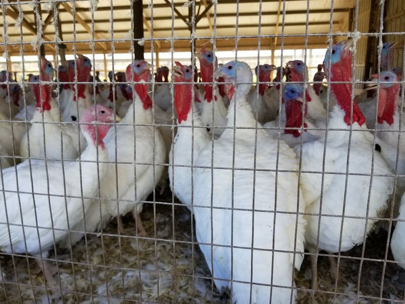 Yes, These Turkeys Have Been to the White House