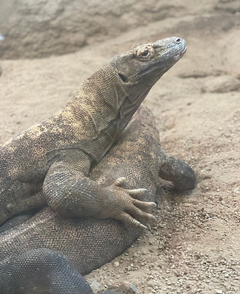 Yes, a Real Komodo Dragon Lives Here Yes, a Real Komodo Dragon Lives Here