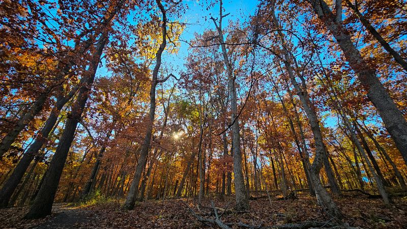 You Can Reach This Wild Forest Without Leaving The Suburbs You Can Reach This Wild Forest Without Leaving The Suburbs