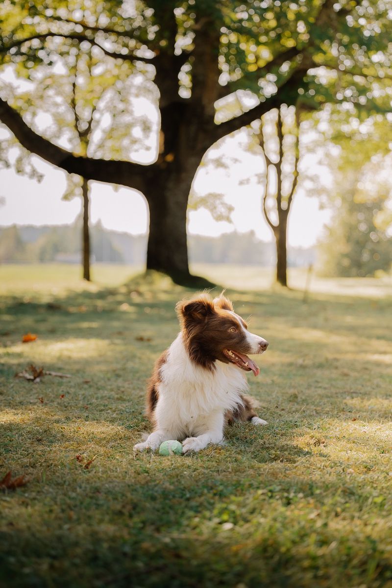 Your Dog Gets To Join The Fun Too
