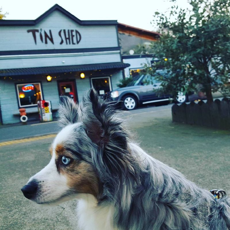 Your Dog Gets a Real Menu, Not Just a Water Bowl