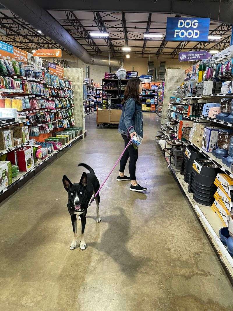 Your Dog Is Invited, and So Is a Brand-New Toy Your Dog Is Invited, and So Is a Brand-New Toy