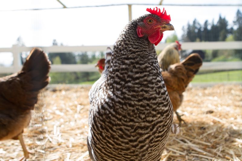 Your Eggs Might Have Been Laid This Morning