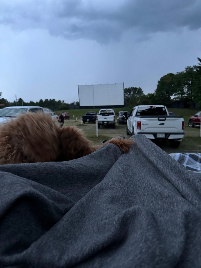 Your Leashed Pup Gets A Ticket To Movie Night Too Your Leashed Pup Gets A Ticket To Movie Night Too