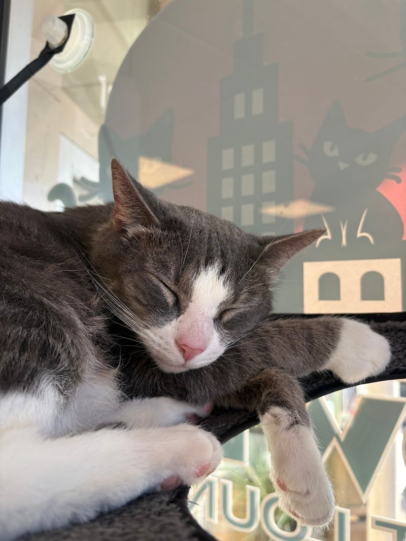 Your Next Errand Run Could End With A Cat Nap Your Next Errand Run Could End With A Cat Nap
