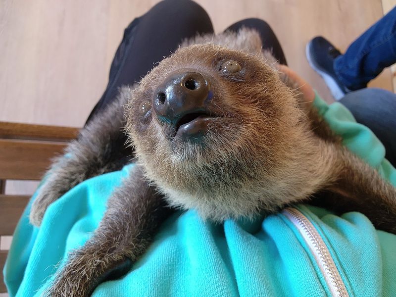 Your Snack Hand Is About To Become A Sloth's Favorite Place Your Snack Hand Is About To Become A Sloth's Favorite Place