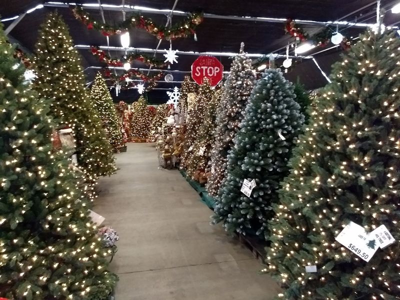 Your Tree Hunt Can Actually End Here Your Tree Hunt Can Actually End Here
