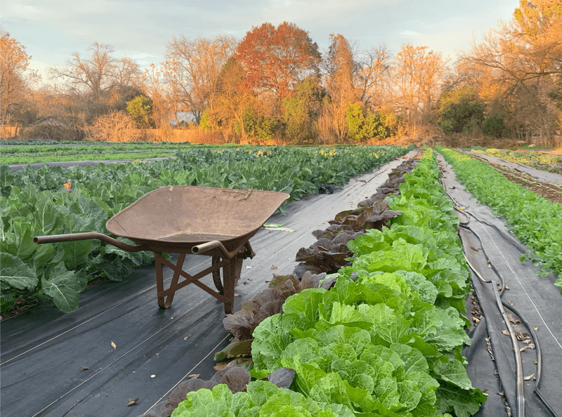 Your Veggies Travel About 50 Feet Before You Buy Them Your Veggies Travel About 50 Feet Before You Buy Them